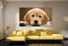 Appendere foto su plexiglass sopra divano_esempio labrador